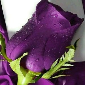 Meet your Posher, Marcy